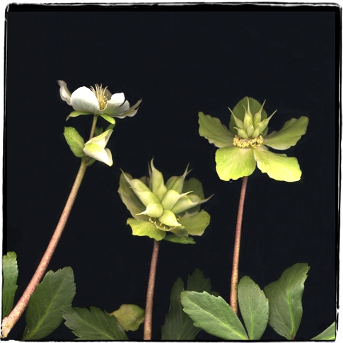 hellebores 1d