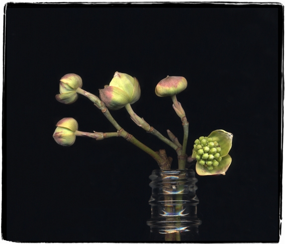 dogwood 1d