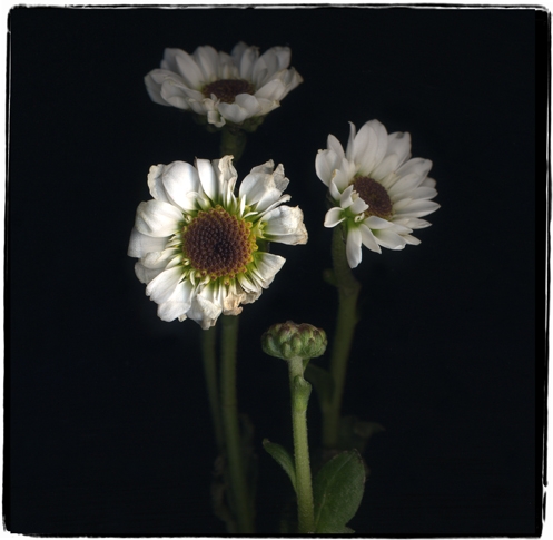 tiny whites 1b-1