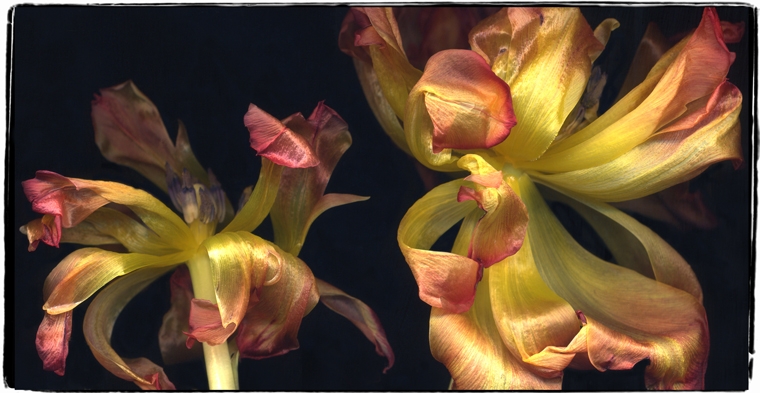 tulip 7a-2