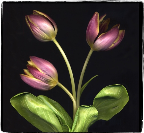 bok choy 1a