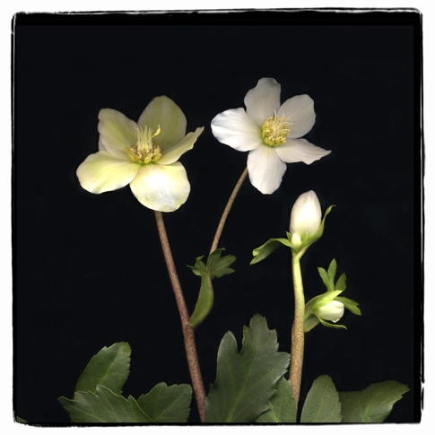 hellebores 1b