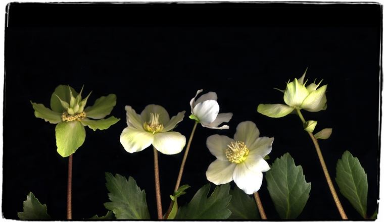 hellebores 1a