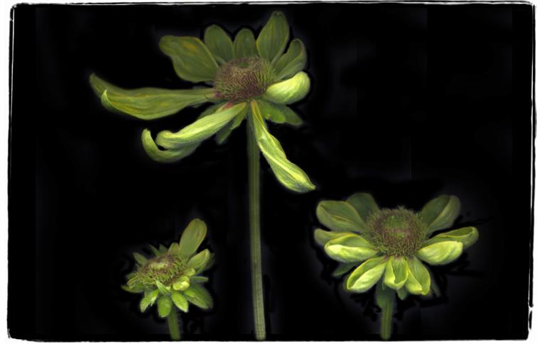 gloriosa daisy 1a