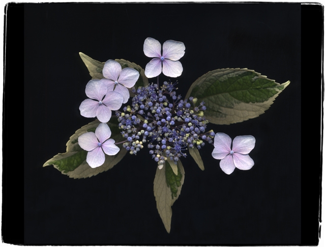 blue hydrangea 1a