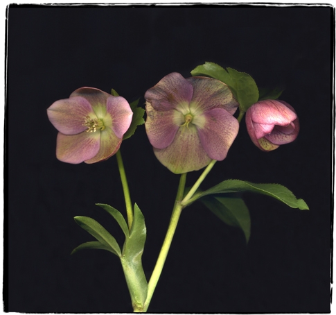 hellebores 2a