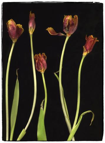 tulip 1h