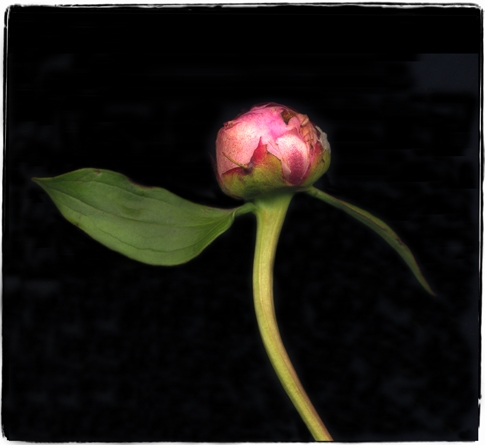 peonies 1f