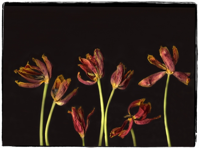 tulip 1i