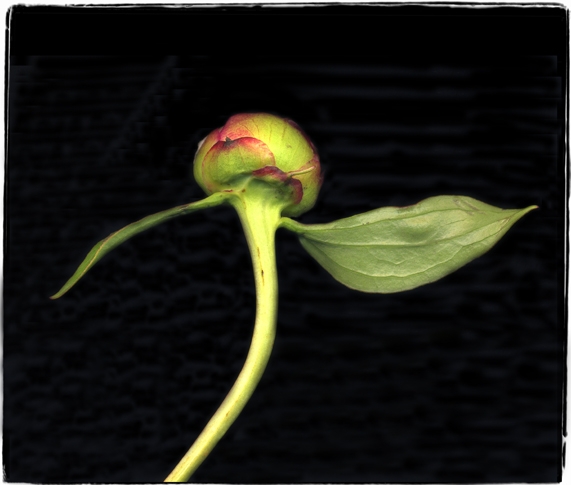 peonies 1j