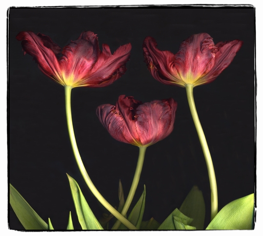 tulip 3o