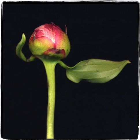 peonies 1g