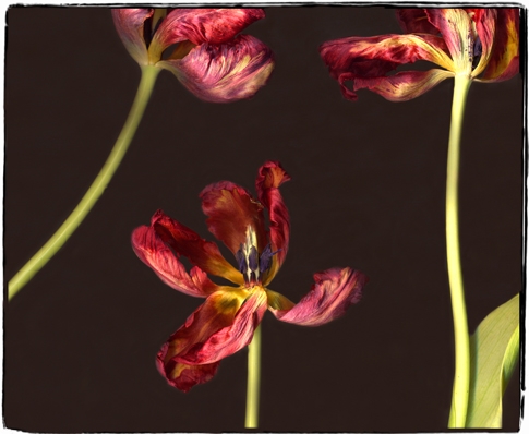 tulip 3n