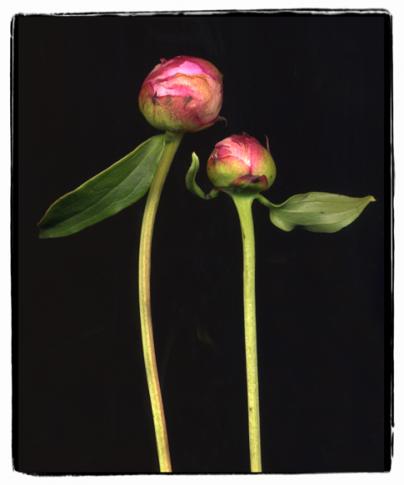 peonies 1b