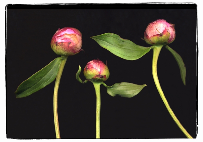 peonies 1a